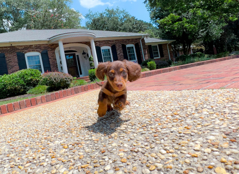 Dachshund Puppy for Adoption