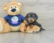 7 week old Dachshund Puppy For Sale - Simply Southern Pups