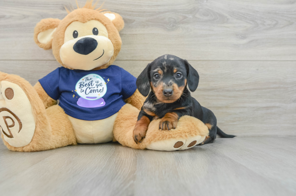 7 week old Dachshund Puppy For Sale - Simply Southern Pups