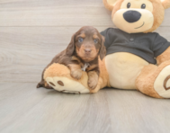 5 week old Dachshund Puppy For Sale - Simply Southern Pups