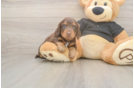 Best Dachshund Baby