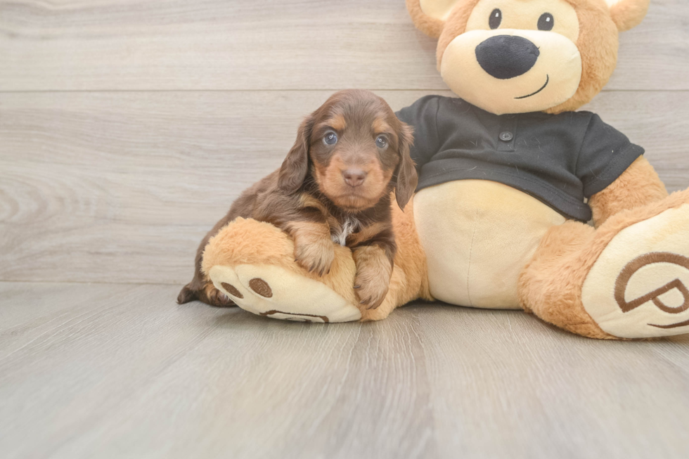 Best Dachshund Baby