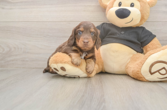 Best Dachshund Baby