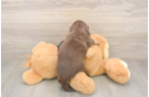 Best Dachshund Baby