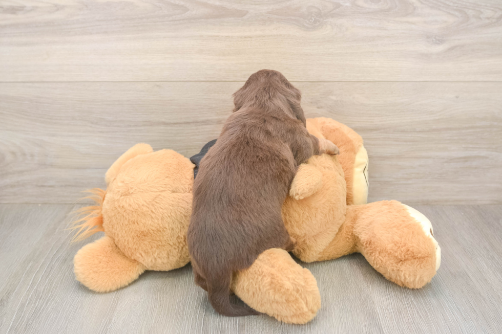 Best Dachshund Baby