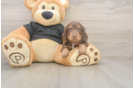 Cute Dachshund Purebred Pup