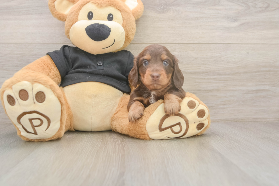 Cute Dachshund Purebred Pup