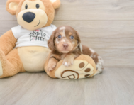5 week old Dachshund Puppy For Sale - Simply Southern Pups