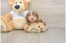 Cute Dachshund Purebred Pup