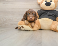5 week old Dachshund Puppy For Sale - Simply Southern Pups