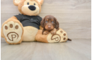 Cute Dachshund Baby