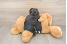 Cute Dachshund Purebred Pup