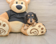 5 week old Dachshund Puppy For Sale - Simply Southern Pups