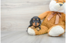 Cute Dachshund Purebred Puppy
