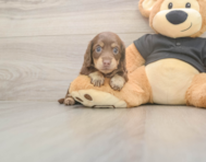 5 week old Dachshund Puppy For Sale - Simply Southern Pups