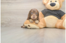 Dachshund Pup Being Cute