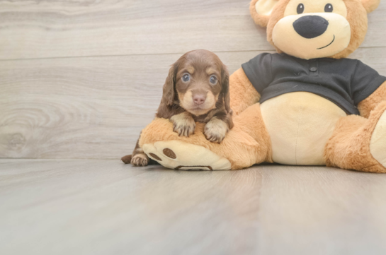 Dachshund Pup Being Cute