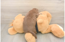 Best Dachshund Baby