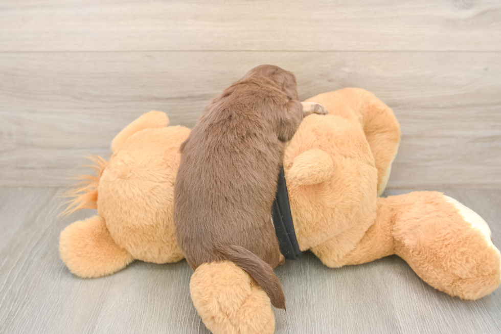 Best Dachshund Baby