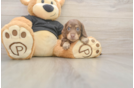 Best Dachshund Baby