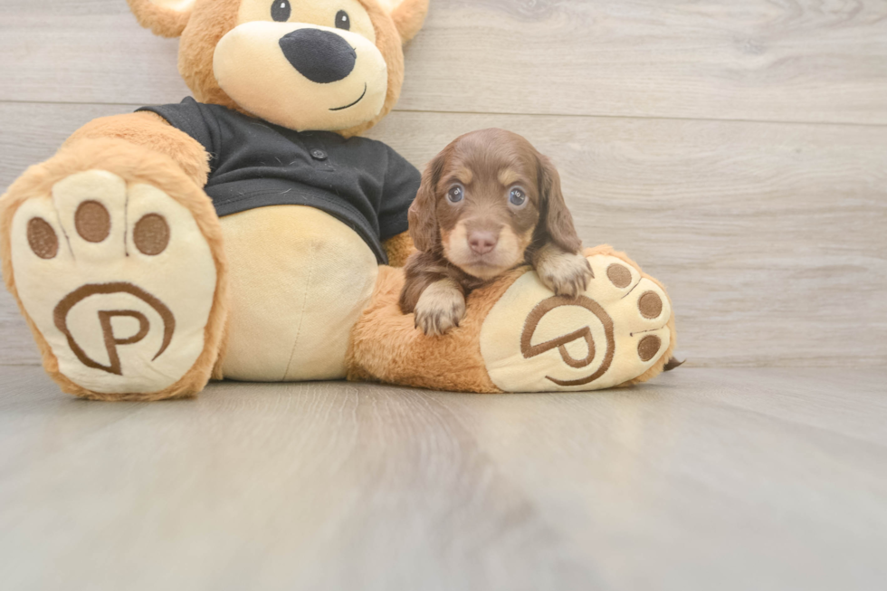 Best Dachshund Baby