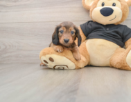 5 week old Dachshund Puppy For Sale - Simply Southern Pups