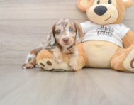 5 week old Dachshund Puppy For Sale - Simply Southern Pups