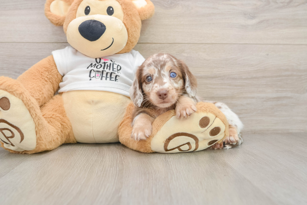 Dachshund Pup Being Cute