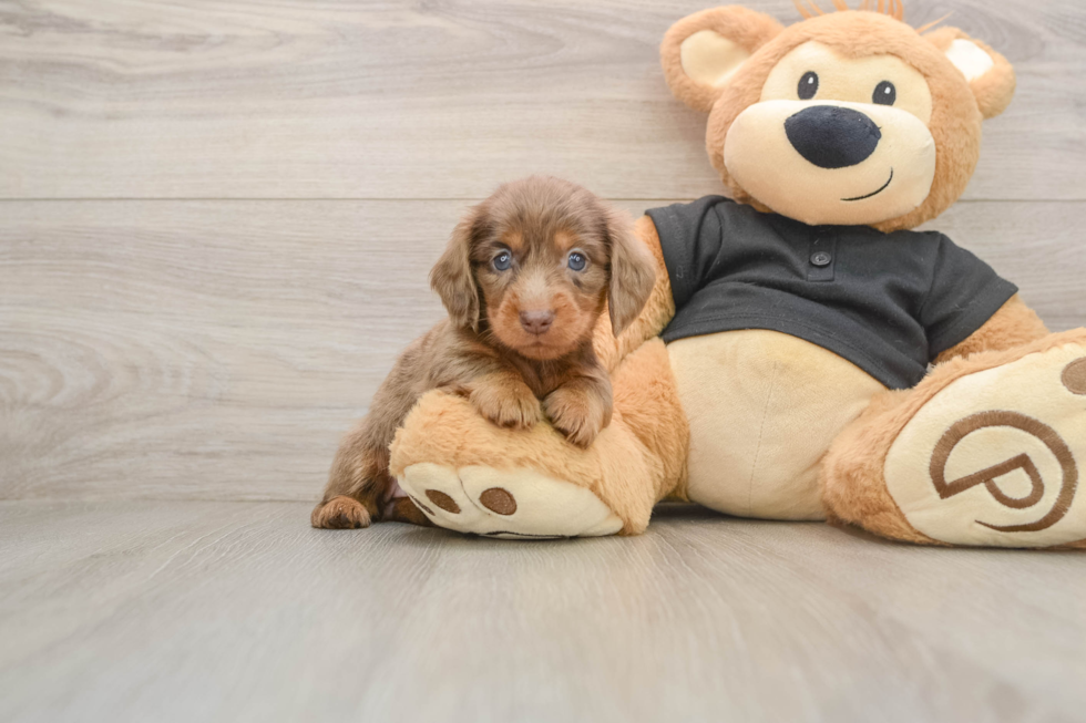 Cute Dachshund Baby