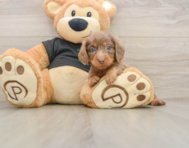 5 week old Dachshund Puppy For Sale - Simply Southern Pups