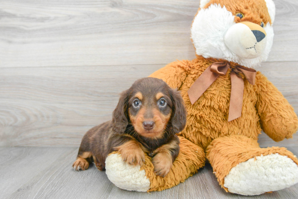 Best Dachshund Baby