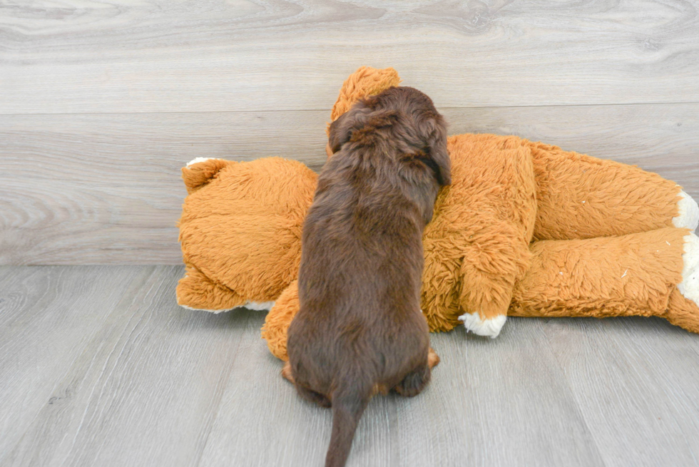 Cute Dachshund Purebred Puppy