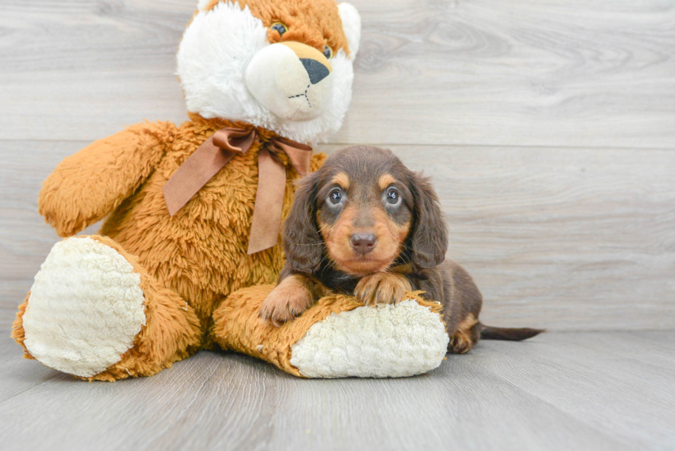 Best Dachshund Baby