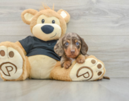 5 week old Dachshund Puppy For Sale - Simply Southern Pups