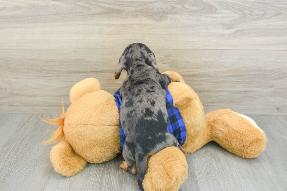 Cute Doxie Purebred Puppy