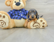 6 week old Dachshund Puppy For Sale - Simply Southern Pups