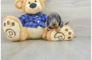 Best Dachshund Baby