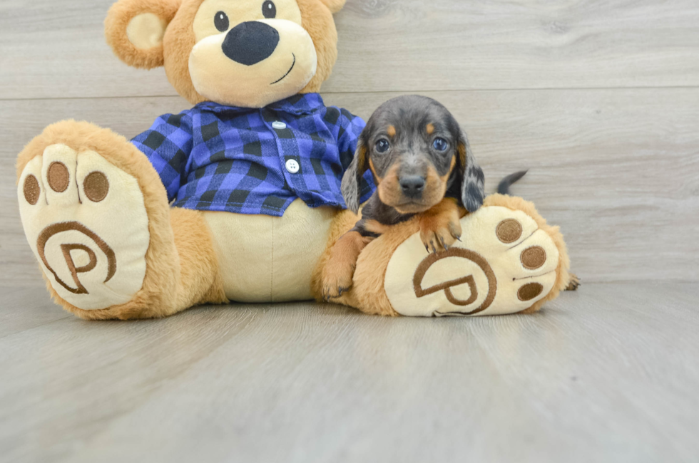 8 week old Dachshund Puppy For Sale - Simply Southern Pups