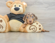 6 week old Dachshund Puppy For Sale - Simply Southern Pups