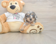 5 week old Dachshund Puppy For Sale - Simply Southern Pups