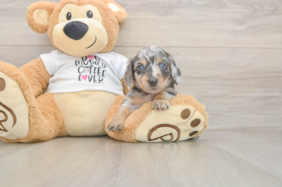 5 week old Dachshund Puppy For Sale - Simply Southern Pups