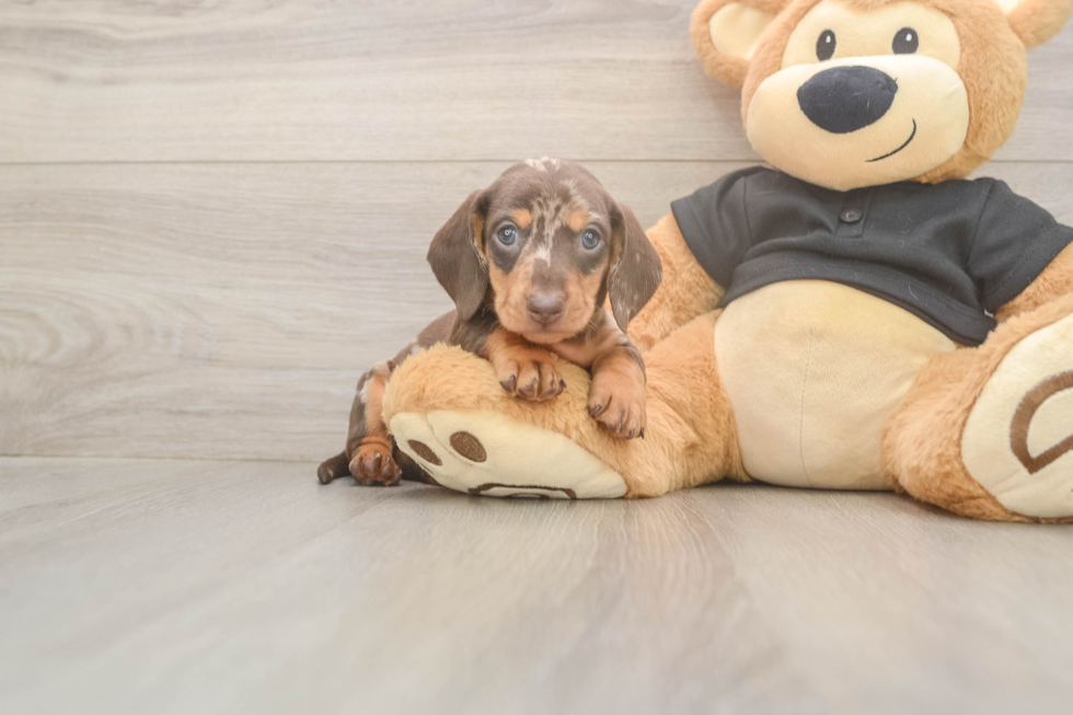 Meet Shimano - our Dachshund Puppy Photo  2/3 - Simply Southern Pups Cute Dachshund Purebred Pup