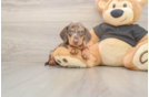 Meet Shimano - our Dachshund Puppy Photo  2/3 - Simply Southern Pups Cute Dachshund Purebred Pup