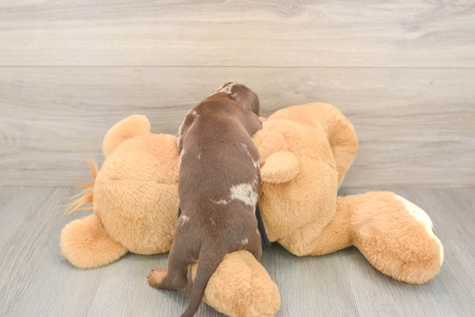 Meet Shimano - our Dachshund Puppy Photo  3/3 - Simply Southern Pups Cute Doxie Purebred Puppy