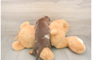 Meet Shimano - our Dachshund Puppy Photo  3/3 - Simply Southern Pups Cute Doxie Purebred Puppy