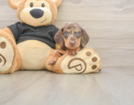 5 week old Dachshund Puppy For Sale - Simply Southern Pups