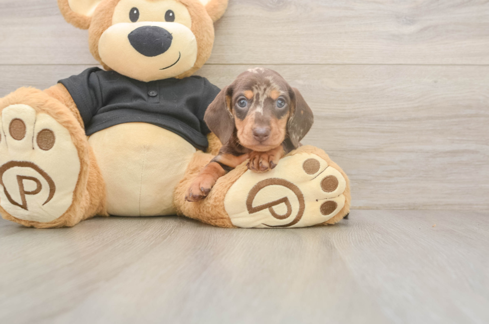 6 week old Dachshund Puppy For Sale - Simply Southern Pups