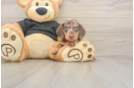 Meet Shimano - our Dachshund Puppy Photo  1/3 - Simply Southern Pups Dachshund Puppy for Adoption