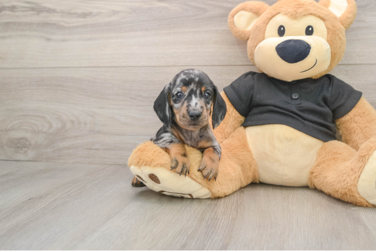 Dachshund Pup Being Cute