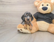 6 week old Dachshund Puppy For Sale - Simply Southern Pups